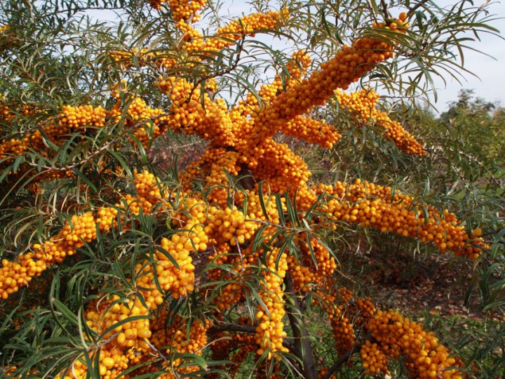 common sea buckthorn